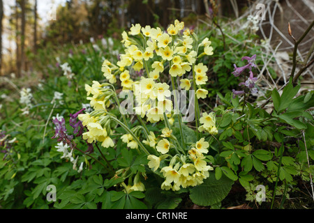 Schlüsselblume (Primula Elatior), kleine Schweiz, Oberfranken, Franken, Bayern, Deutschland, Europa Stockfoto