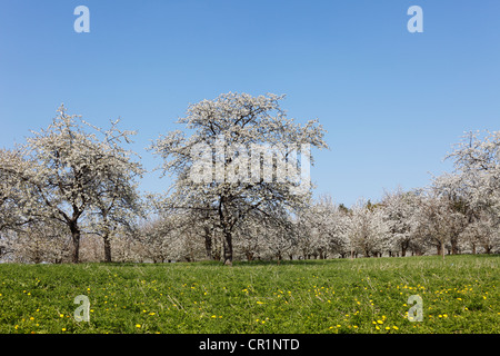 Kirschbäume in Blüte, Süßkirsche (Prunus Avium), Hohenschwarz, Fränkische Schweiz, Oberfranken, Franken, Bayern Stockfoto