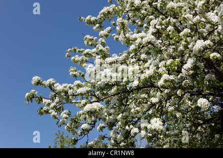 Europäische Birnbaum (Pyrus Communis), blühen, Fränkische Schweiz, Oberfranken, Franken, Bayern, Deutschland, Europa Stockfoto