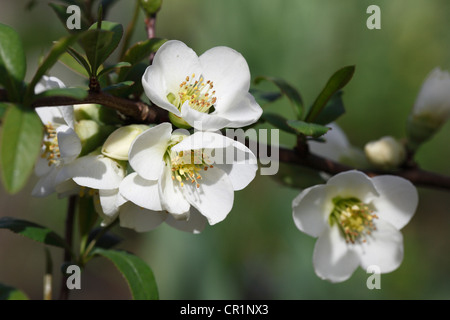 Japanische Quitte (Chaenomeles Speciosa 'Nivalis'), Garten Pflanzen, Deutschland, Europa Stockfoto