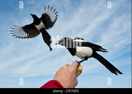 Schwarz-billed Elster (Pica Pica) aus der hand Essen. Stockfoto