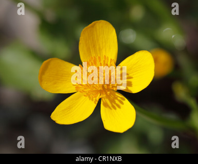 Marsh Marigold (Caltha Palustris), Upper Bavaria, Bavaria, Germany, Europe Stockfoto