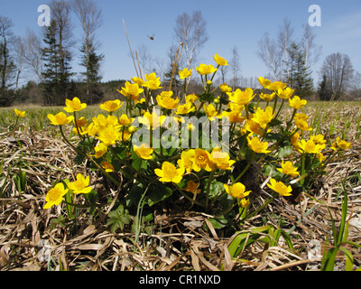 Marsh Marigold (Caltha Palustris), Upper Bavaria, Bavaria, Germany, Europe Stockfoto