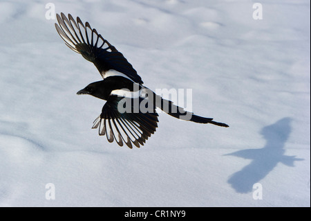 Schwarz-billed Magpie und Schatten auf dem Schnee. Stockfoto