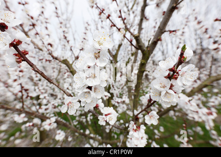 Aprikose Blüten, Blüte Aprikosenbaum (Prunus Armeniaca), Wachau Valley, Region Waldviertel zu senken, Austria, Österreich, Europa Stockfoto