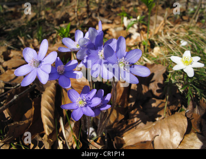 Gemeinsamen Leberblümchen, Lebermoos (Anemone Hepatica), Bayern, Deutschland, Europa Stockfoto