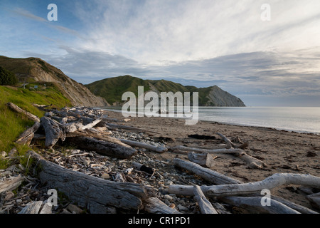 Protokolle und Treibholz am Sandstrand Stockfoto