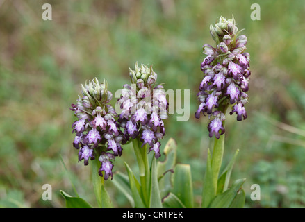 Giant Orchid (Barlia Robertiana), Mallorca, Balearen, Spanien, Europa Stockfoto