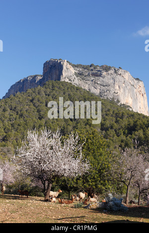 Mandelblüte, blühende Mandelbäume (Prunus Dulcis) und Schafe, Puig de Alaro, Mallorca, Mallorca, Balearen, Spanien Stockfoto