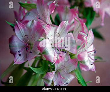 Dies ist eine Nahaufnahme einer Blume im studio Stockfoto