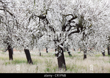 Mandelblüte, blühende Mandelbäume (Prunus Dulcis), Santa Maria del Cami, Mallorca, Mallorca, Balearen, Spanien, Europa Stockfoto