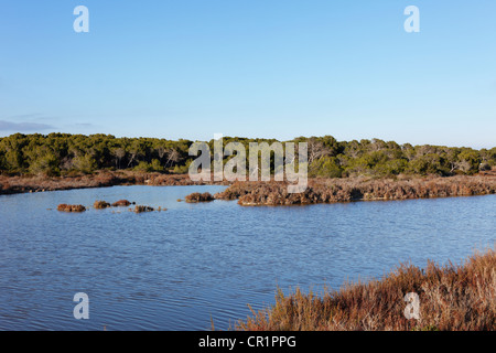 Brackwasser Wasser zwischen Salines de Levante und es Trenc, Mallorca, Balearen, Spanien, Europa Stockfoto