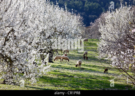 Schafbeweidung zwischen blühenden Bäumen Mandel (Prunus Dulcis), Montuiri, Mallorca, Balearen, Spanien, Europa Stockfoto