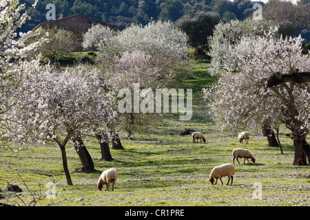 Schafbeweidung zwischen blühenden Bäumen Mandel (Prunus Dulcis), Montuiri, Mallorca, Balearen, Spanien, Europa Stockfoto