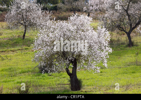 Blühende Bäume Mandel (Prunus Dulcis), Algaida, Mallorca, Balearen, Spanien, Europa Stockfoto