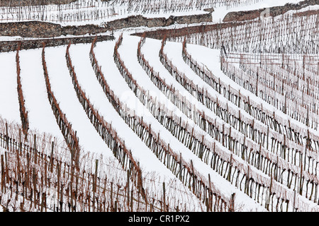 Weinberge mit Schnee bedeckt, Spitz, Wachau, Waldviertel, Wald-Viertel, Niederösterreich, Österreich, Europa Stockfoto