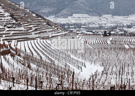 Weinberge mit Schnee bedeckt, Spitz, Wachau, Waldviertel, Wald-Viertel, Niederösterreich, Österreich, Europa Stockfoto