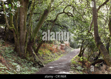 Pfad in einem Lorbeerwald, Nationalpark Garajonay, La Gomera, Kanarische Inseln, Spanien, Europa Stockfoto