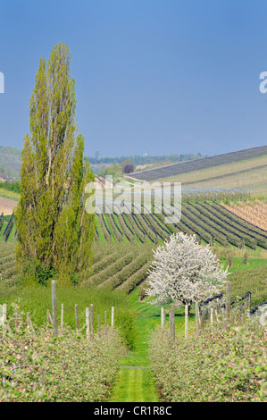 Beginn der Apfelblüte, Landschaft in der Nähe von Kippenhausen am Bodensee, Baden-Württemberg, Deutschland, Europa Stockfoto