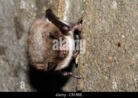 Die daubenton bat (Myotis daubentoni), Arten, die in Anhang IV der FFH-Richtlinie, in Winter Quarters, in einem Tunnel im Ruhezustand Stockfoto