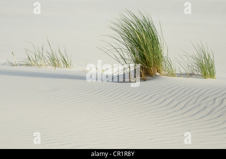 Europäische Strandhafer (Ammophila arenaria) auf dem kniepsand Strand, Sandbank, Insel Amrum, Nordfriesland Nordfriesland Stockfoto