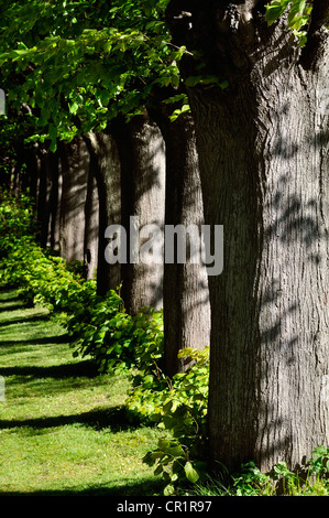 Linde (Tilia spec), Kappeln, schleswig - Flensburg, Schleswig - Holstein, Deutschland, Europa Stockfoto