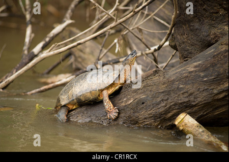 Black River Schildkröte oder Black Wood Turtle (Rhinoclemmys Funerea), Costa Rica, Mittelamerika Stockfoto