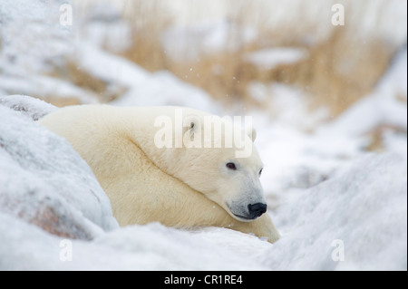 Polar Bear (Ursa Maritimus) ruht auf Eis bedeckt Felsen in der Nähe der Küste der Hudson Bay, Churchill, Manitoba, Kanada. Stockfoto