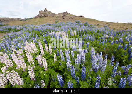 Landschaft mit Nootka Lupinen (Lupinus Nootkatensis), Island, Europa Stockfoto