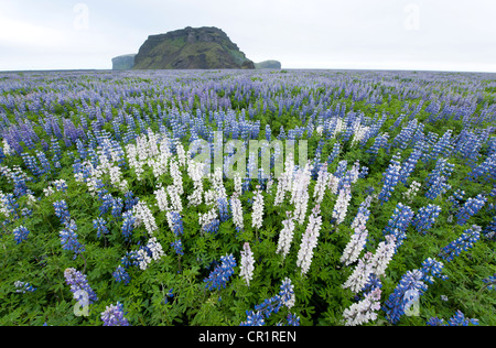 Landschaft mit Nootka Lupinen (Lupinus Nootkatensis), Island, Europa Stockfoto