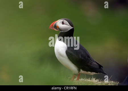 Papageitaucher (Fratercula Arctica), Insel Papey, Island, Europa Stockfoto