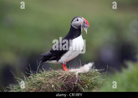 Papageitaucher (Fratercula Arctica) mit Sandaalen im Schnabel, Papey Insel, Island, Europa Stockfoto