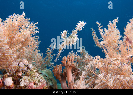 Harlekin-Geisterpfeifenfische (Solenostomus Paradoxus), Leyte, Philippinen, Pazifik, Südostasien Stockfoto