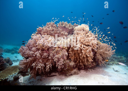 Korallenriff mit verschiedenen Weichkorallen und Burgfräulein Fisch, Southern Leyte, Philippinen, Asien Stockfoto