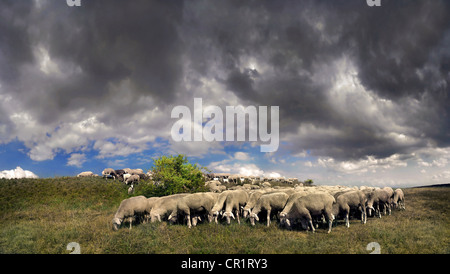 Schafherde mit Gewitterwolken im Naturpark Altmühltal in der Nähe von Obereichstaett, Bayern, Deutschland, Europa Stockfoto