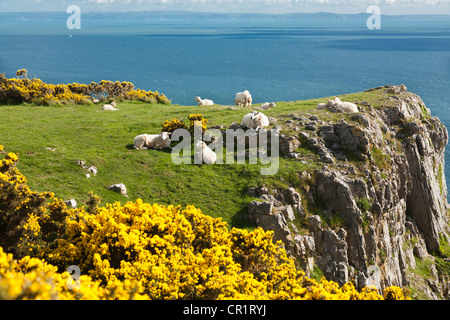 Schafe grasen auf einer Klippe an der Südküste von Gower Stockfoto