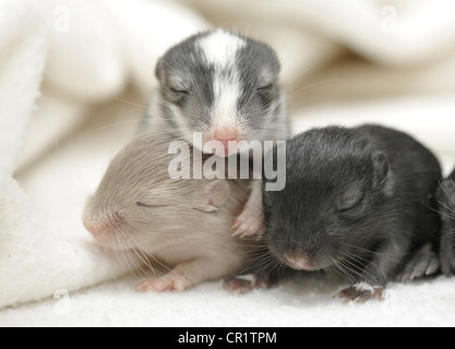 Mongolische Jirds oder Rennmäuse (Meriones Unguiculatus), junge, 2 Wochen Stockfoto