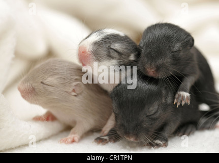 Mongolische Jirds oder Rennmäuse (Meriones Unguiculatus), junge, 2 Wochen Stockfoto