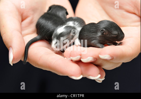 Mongolische Jirds oder Rennmäuse (Meriones Unguiculatus), jung, statt 2 Wochen auf Händen Stockfoto