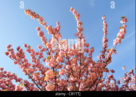 Blühende japanische Kirsche (Prunus Serrulata), Frankreich, Europa Stockfoto