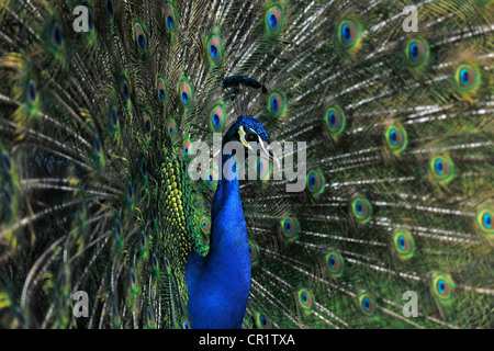 Indischen Pfauen (Pavo Cristatus), männliche anzeigen Stockfoto