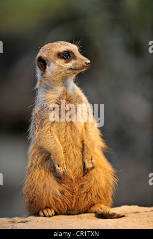 Erdmännchen (Suricata Suricatta), warnen position Stockfoto