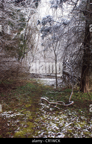 Leichter Schneefall setzt sich auf Bäume und Boden in den Wäldern im zeitigen Frühjahr. Stockfoto