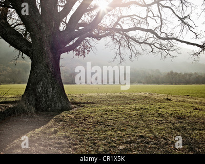 Baum wächst im ländlichen Bereich Stockfoto