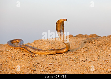 Ägypten, Unterägypten, Nildelta, ägyptische Kobra (Naja Haje) Stockfoto