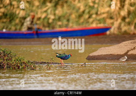 Ägypten, Ober-Ägypten, Nubien, Aswan, Purpurhuhn oder Sultana Vogel (Porphyrio Porphyrio) Stockfoto