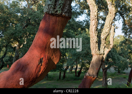 Abisolierten Korkeichen in ländlichen Wald Stockfoto