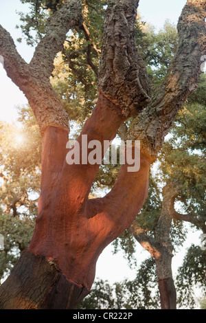 Abisolierten Korkeichen in ländlichen Wald Stockfoto