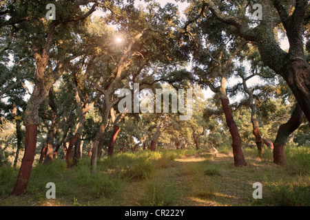 Abisolierten Korkeichen in ländlichen Wald Stockfoto