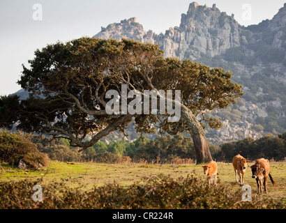 Gebogene Baum wächst im ländlichen Bereich Stockfoto